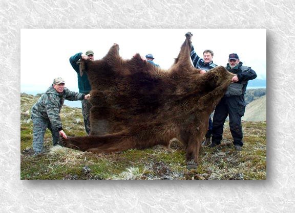bear2.jpg