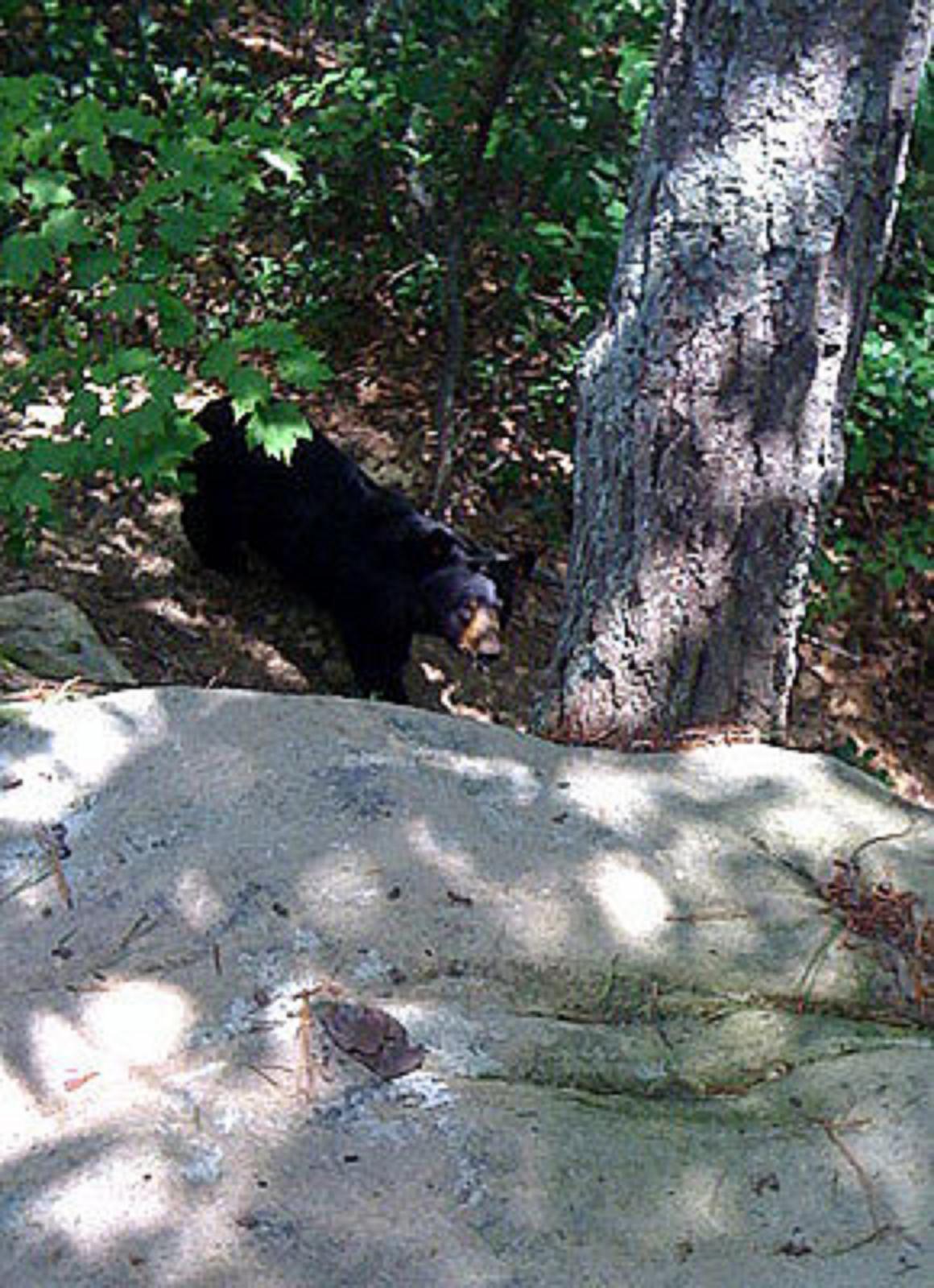 Bear_03.jpg