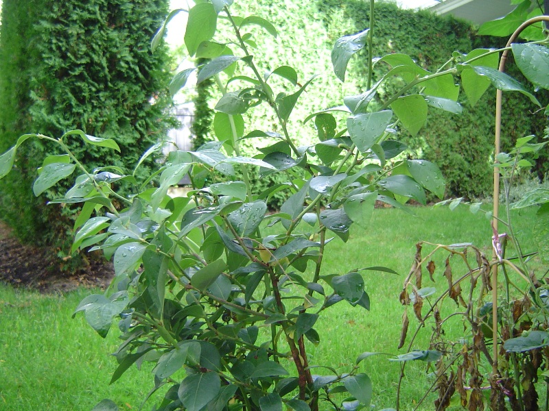 blueberry2.JPG