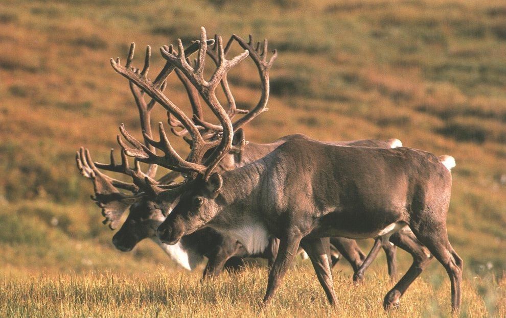 caribou----31.jpg