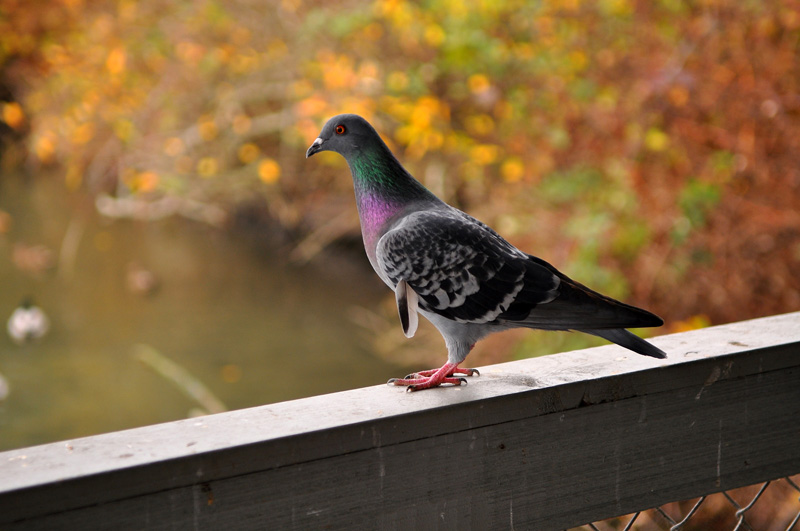 DSC_1323.jpg