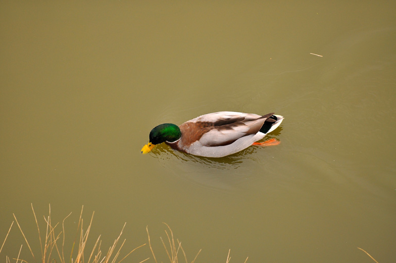 DSC_1405.jpg
