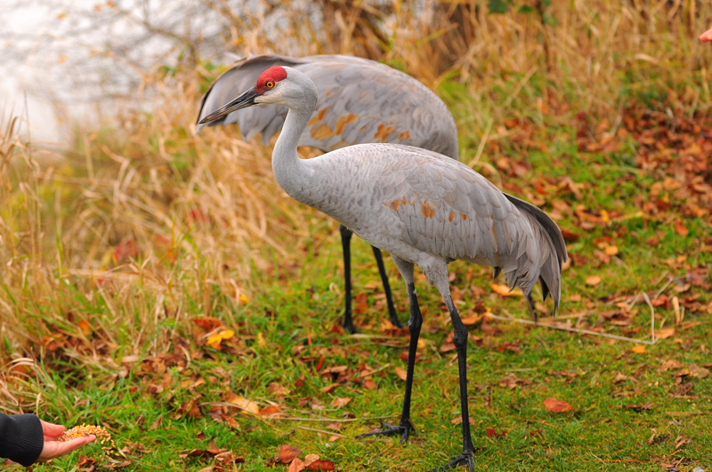 DSC_1519.jpg