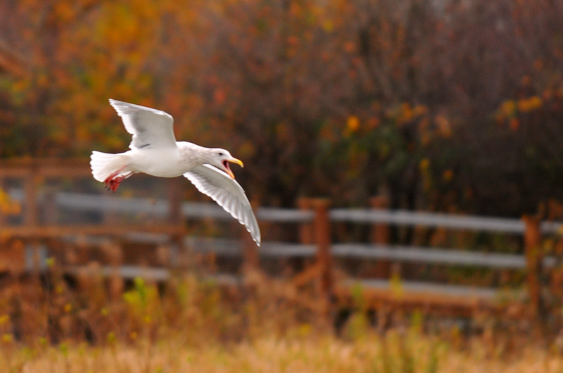 DSC_1590.jpg