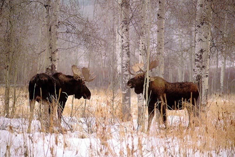 moose------84.jpg