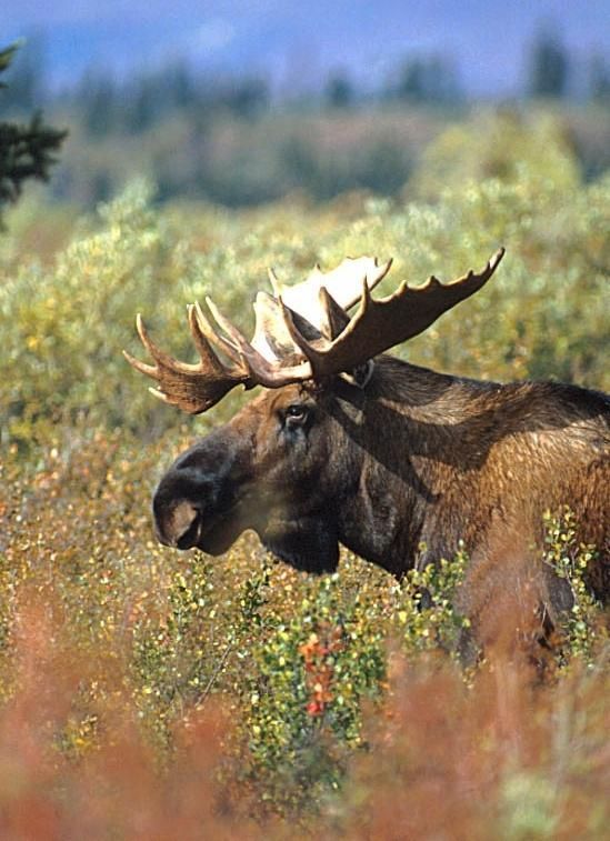 moose0-4.jpg