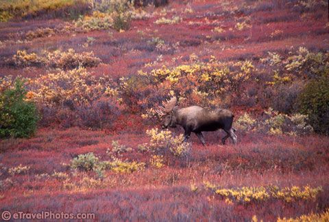 moose11.jpg
