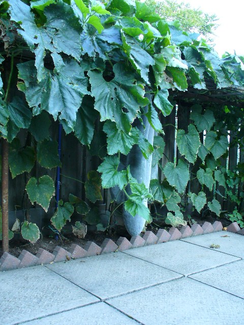 P1000965 B.JPG