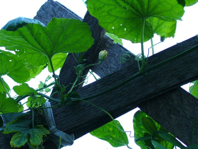 P1000968 B.JPG