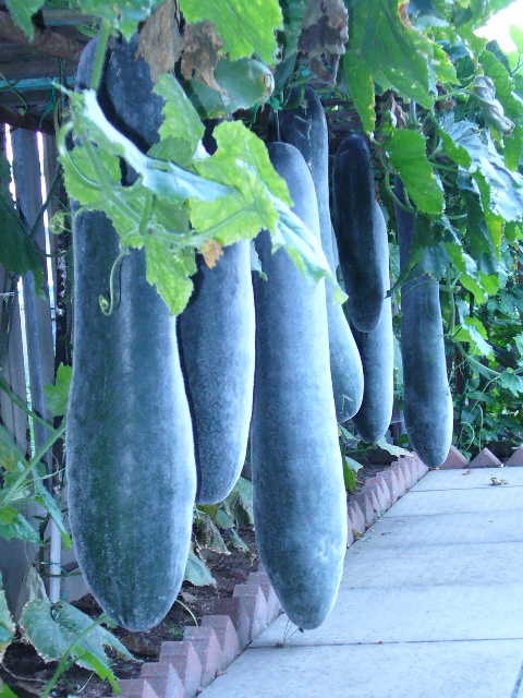 P1000970 B.JPG