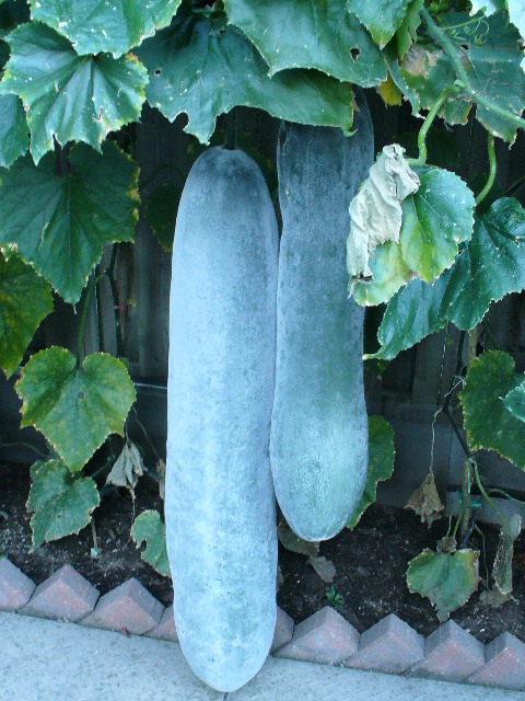 P1000971 B.JPG