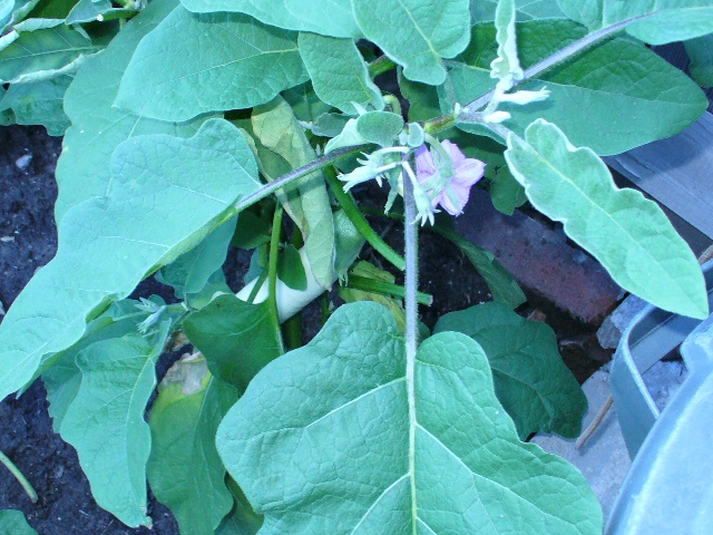 P1000972 B.JPG