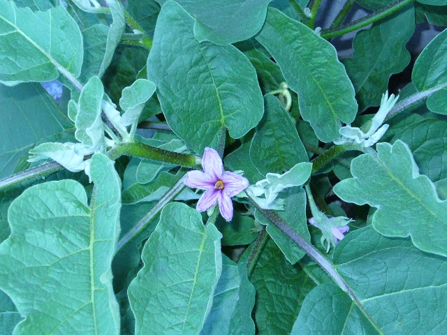 P1000986 B.JPG