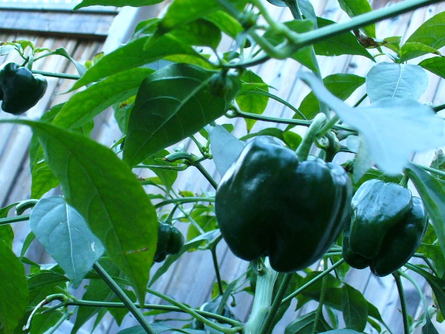 P1000989 B.JPG