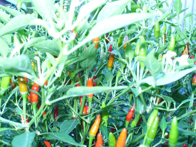 P1000992 B.JPG
