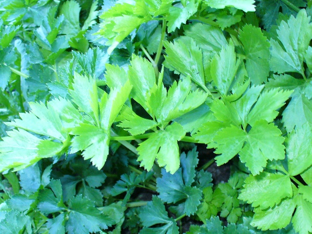 P1000995 B.JPG