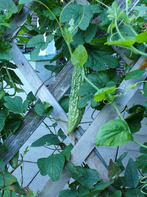 P1000999 B.JPG