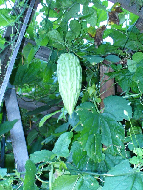 P1010002 B.JPG