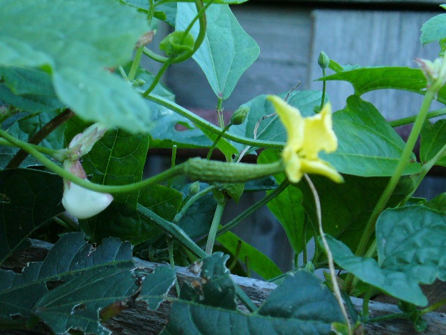 P1010006 B.JPG