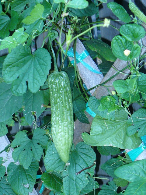 P1010009 B.JPG