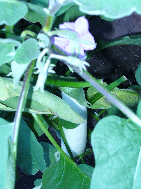 P1010010 B.JPG