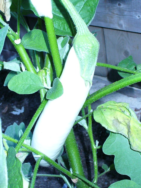 P1010011 B.JPG