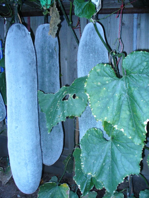 P1010013 B.JPG
