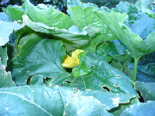 P1010014 B.JPG