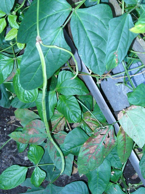 P1010018 B.JPG